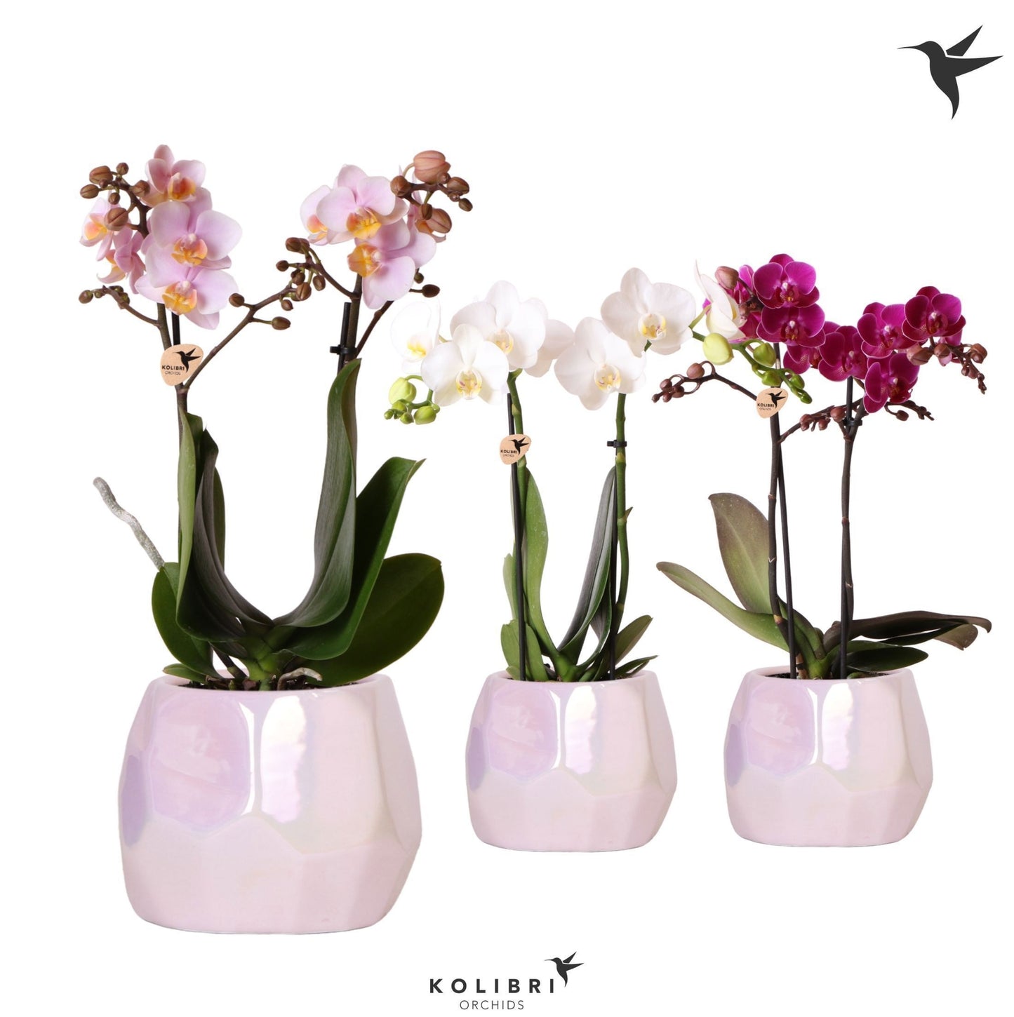 Kolibri Orchids Phalaenopsis mix 2 spike mix in Pearl pot pink 40cm 9cm Pot