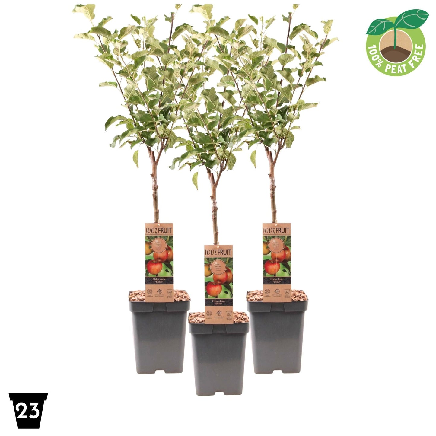 Malus Elstar van Vliet 90cm 23cm Pot