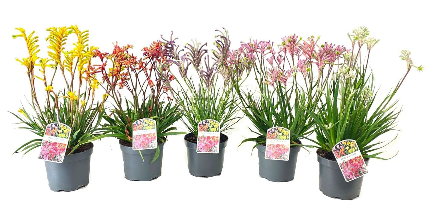 Anigozanthos Bush Pearl 45cm 17cm Pot