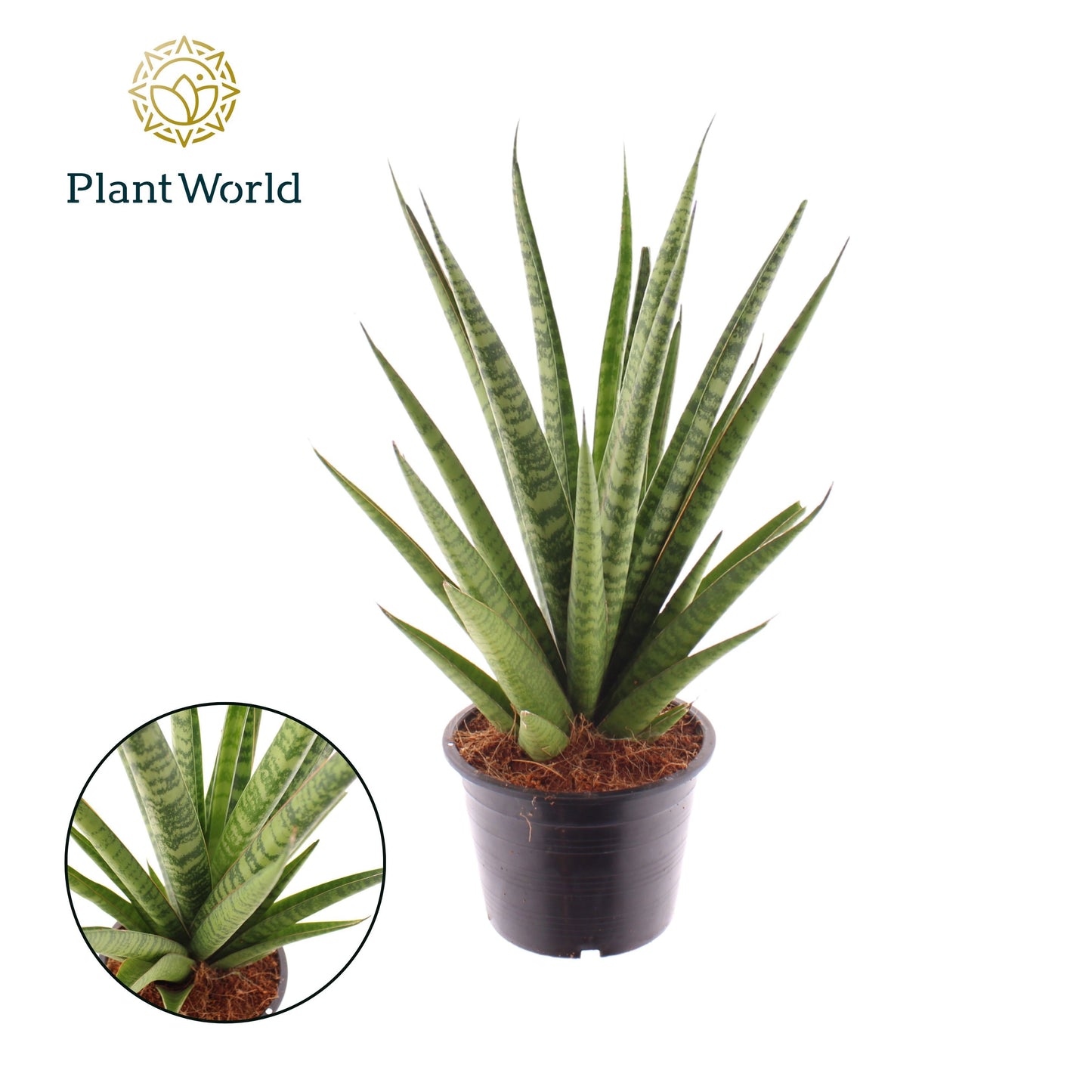 Sansevieria 'tri.' Pineapple 45cm 14cm Pot