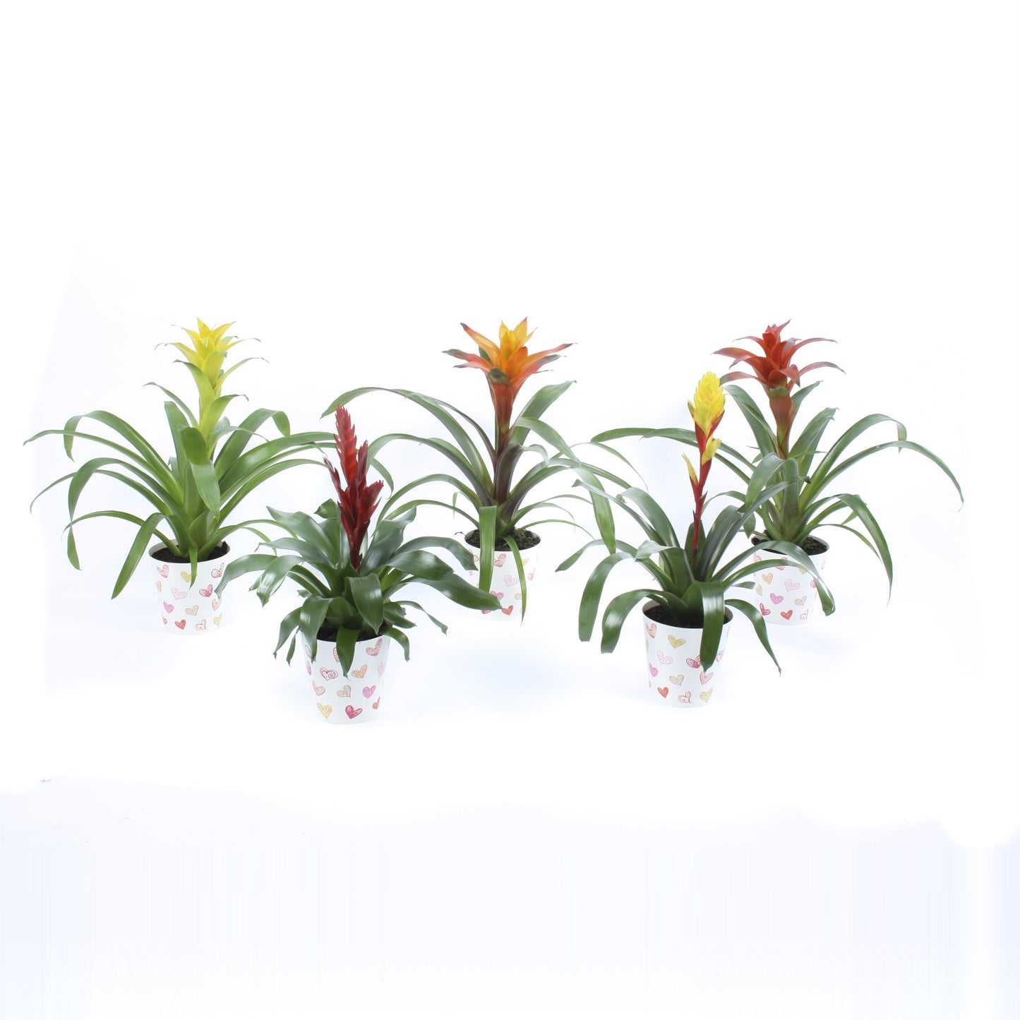 Bromelia mix 40cm 12.5cm Pot