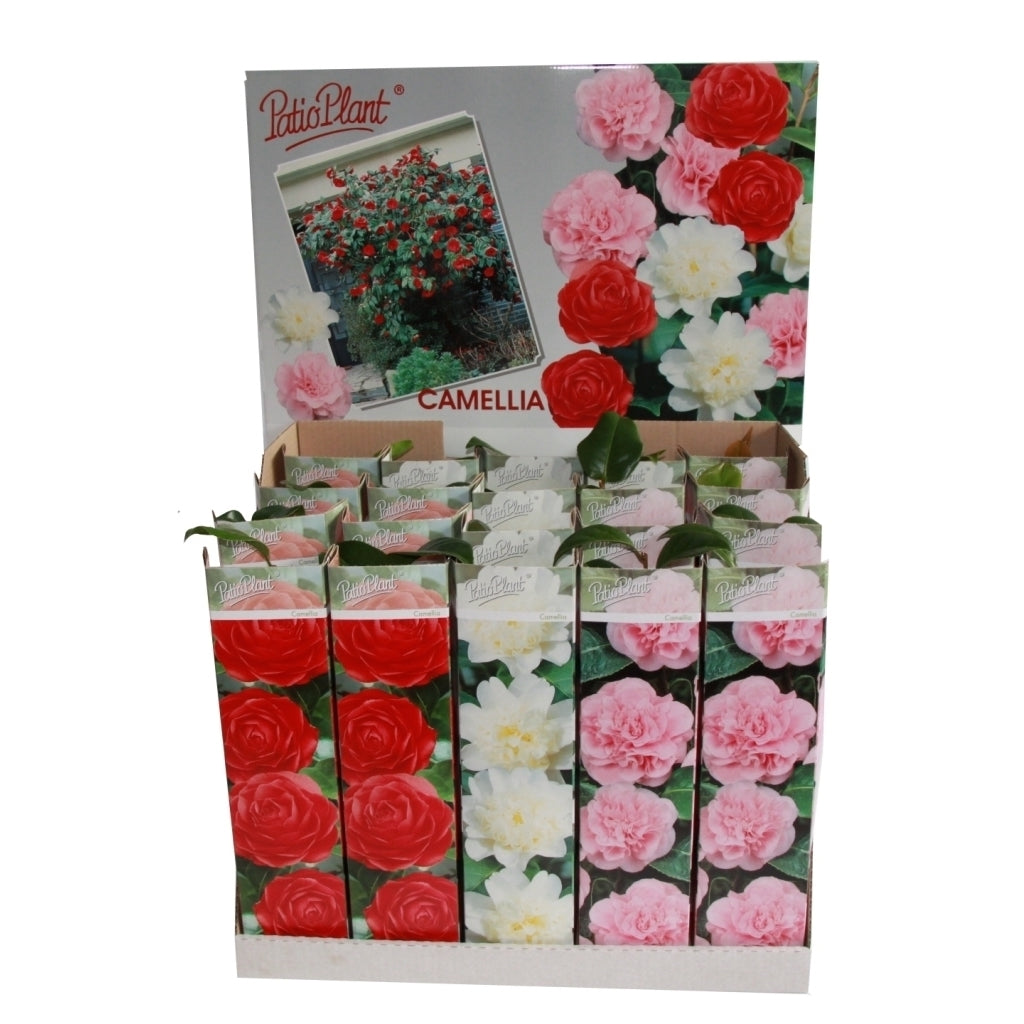 Camellia japonica mix 30cm 9cm Pot
