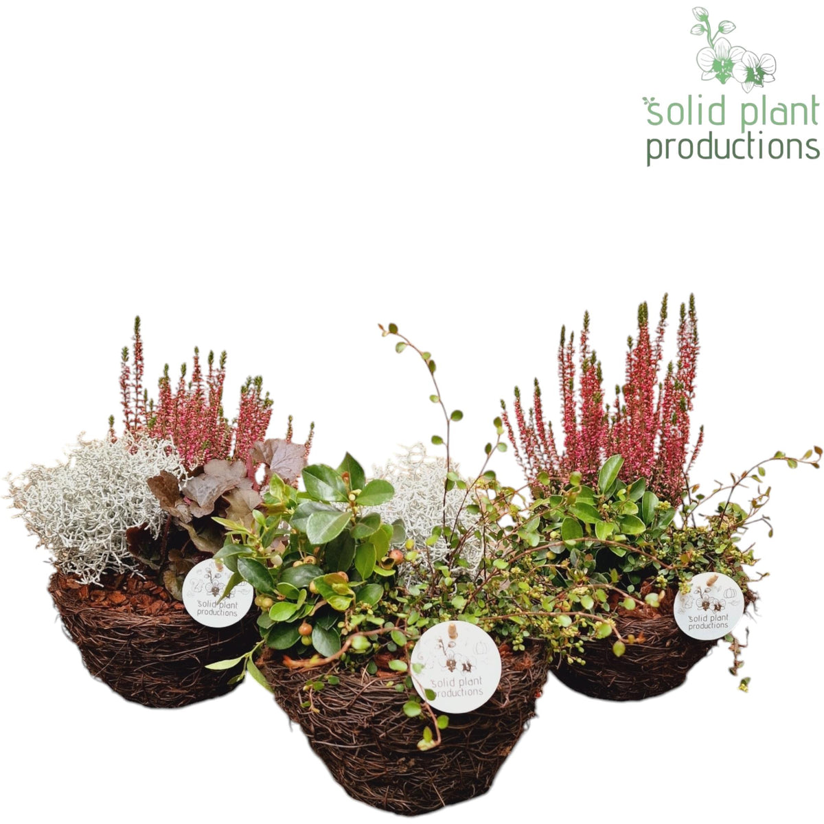 SSS002 Salim S Small Mix 3PP 26cm 20cm Pot
