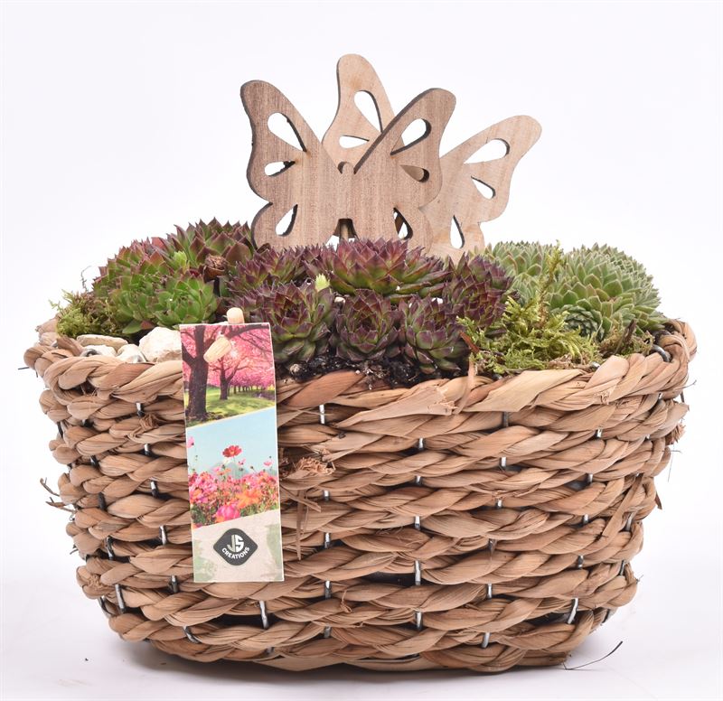 arr. Sempervivum 24cm Pot