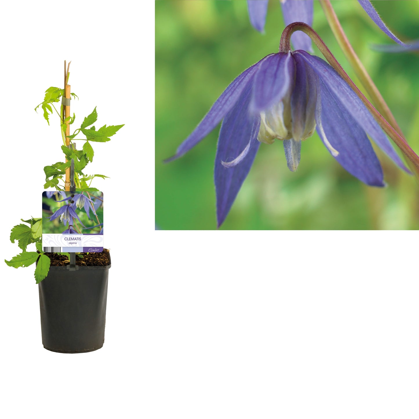 Clematis alpina 40cm 11cm Pot