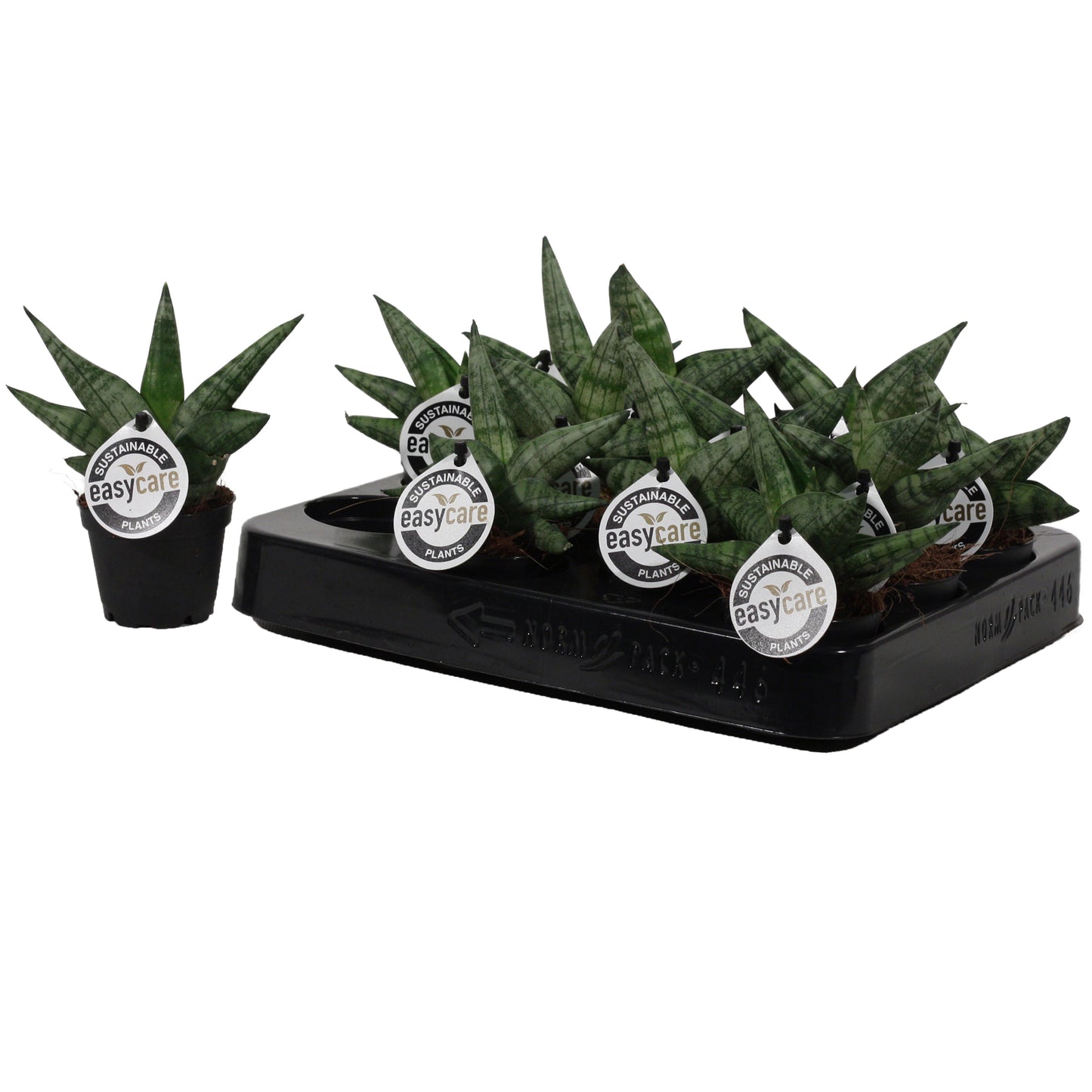 Sansevieria cyl. Boncel 14cm 6cm Pot