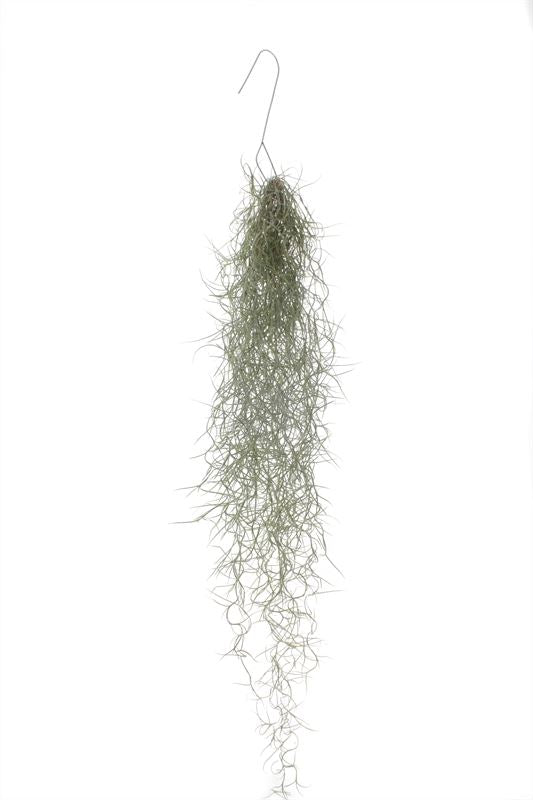 Tillandsia usneoides