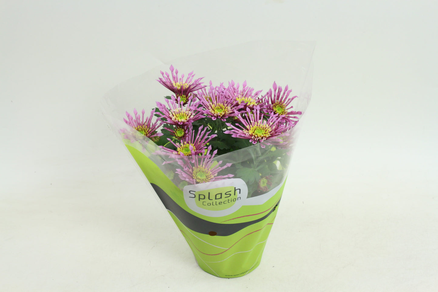 Chrysanthemum Splash Intense Pink 20cm 12cm Pot