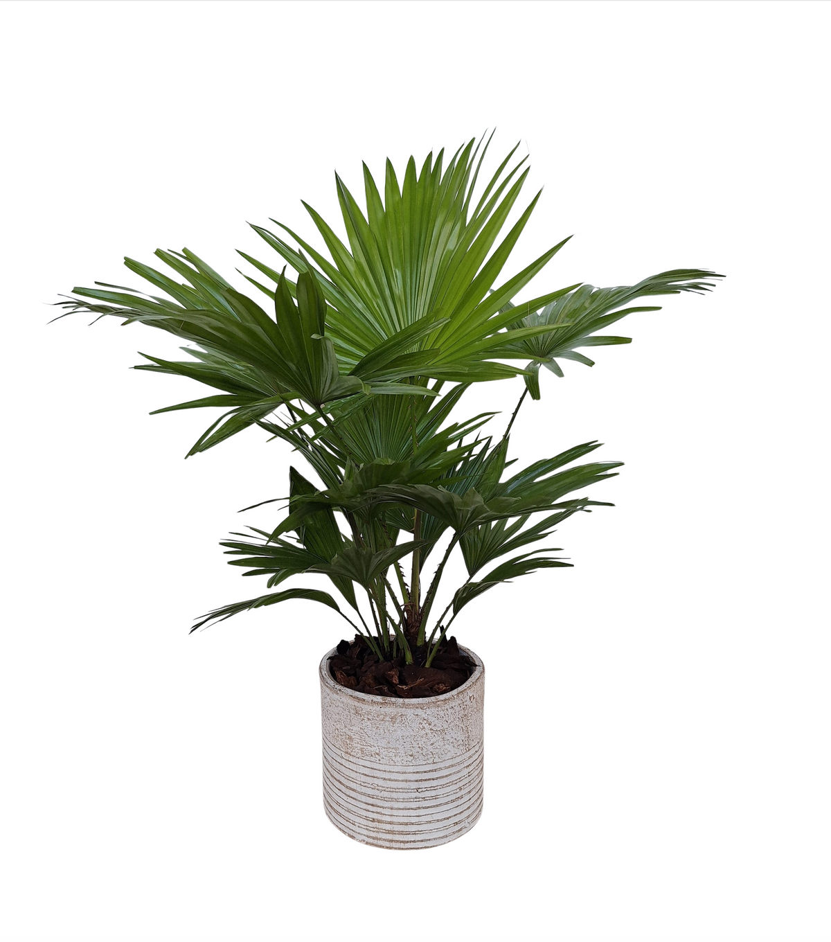 Livistona rotundifolia 60cm 17cm Pot