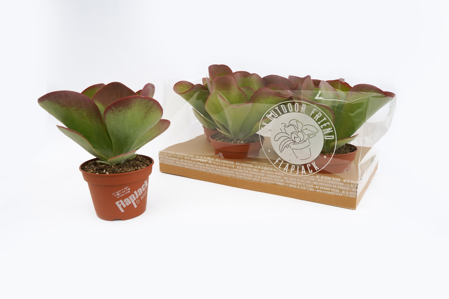 Kalanchoe thyrsiflora 27cm 15cm Pot
