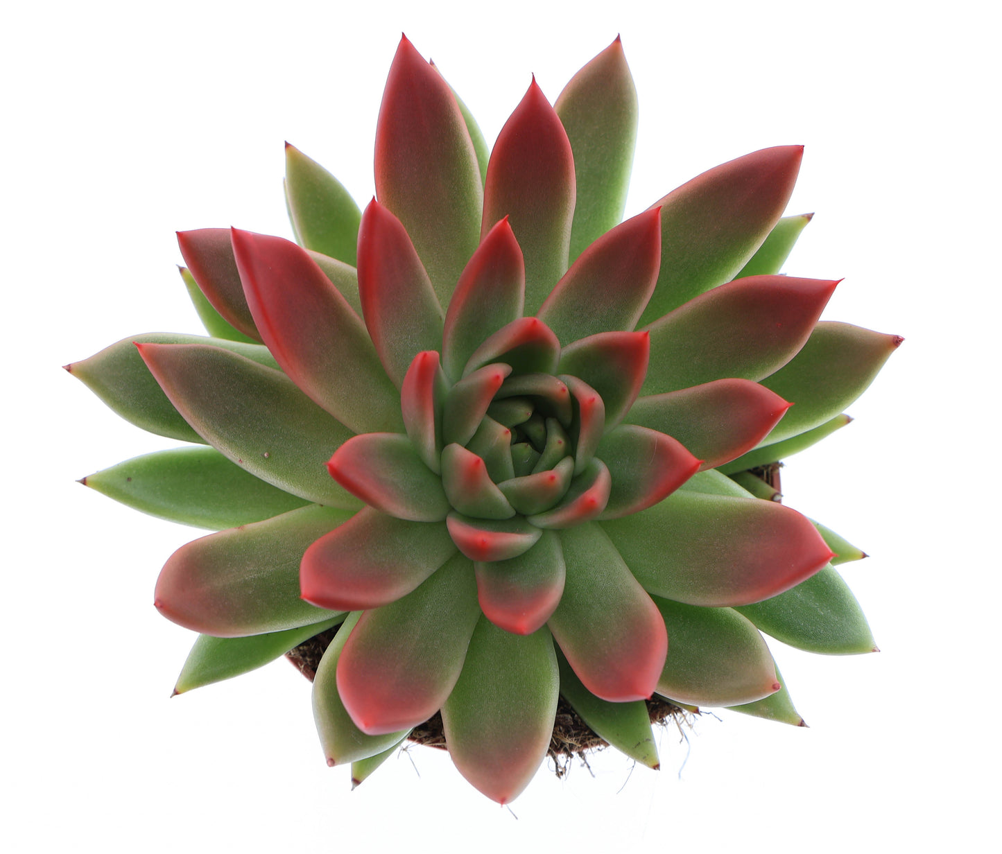 Miranda tips red 15cm 12cm Pot