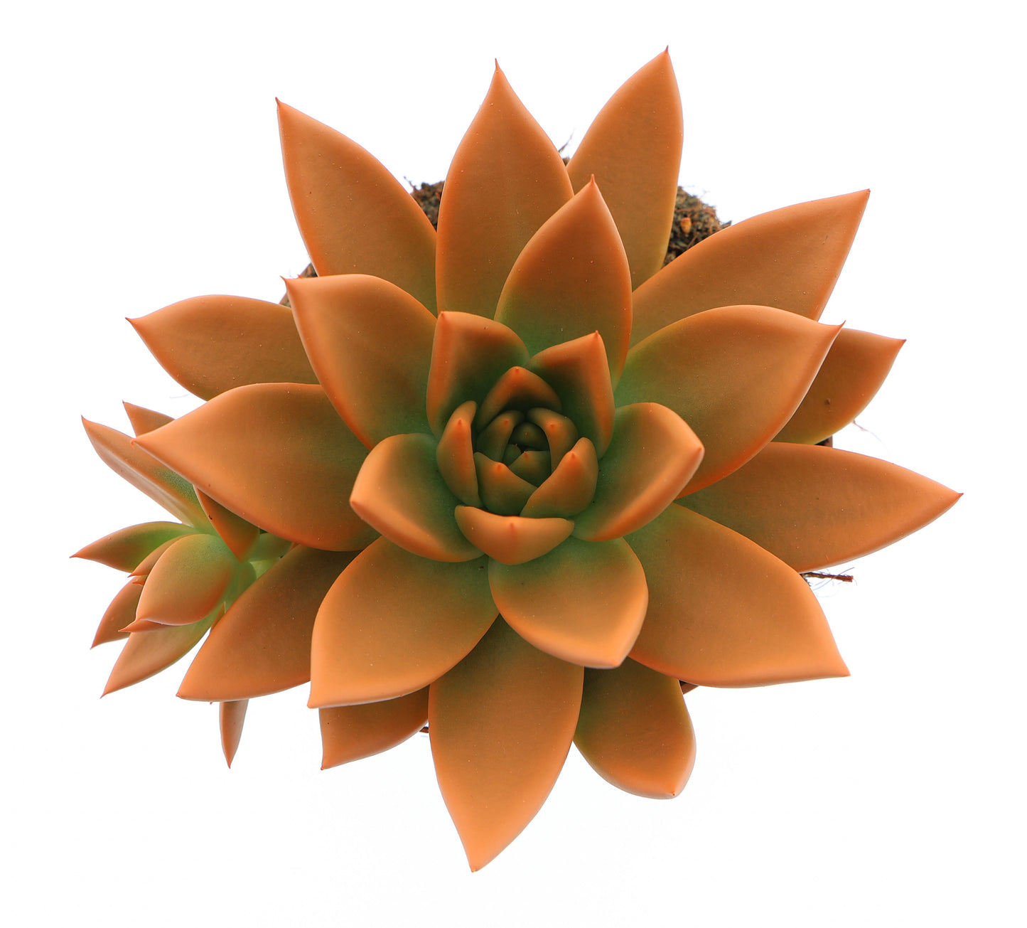 Rainbow orange 12cm 510cm Pot