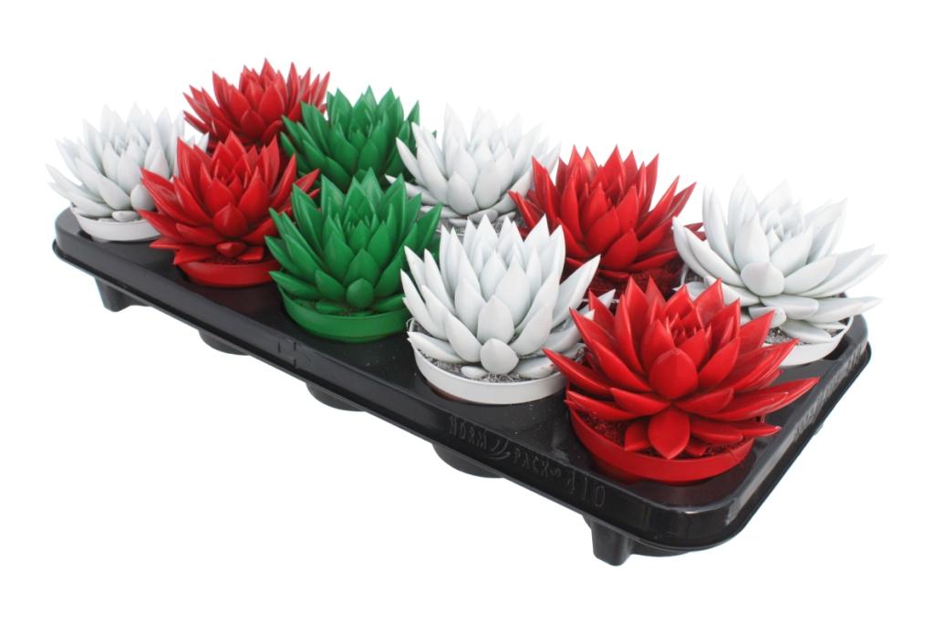 Echeveria colored red 13cm 10.5cm Pot