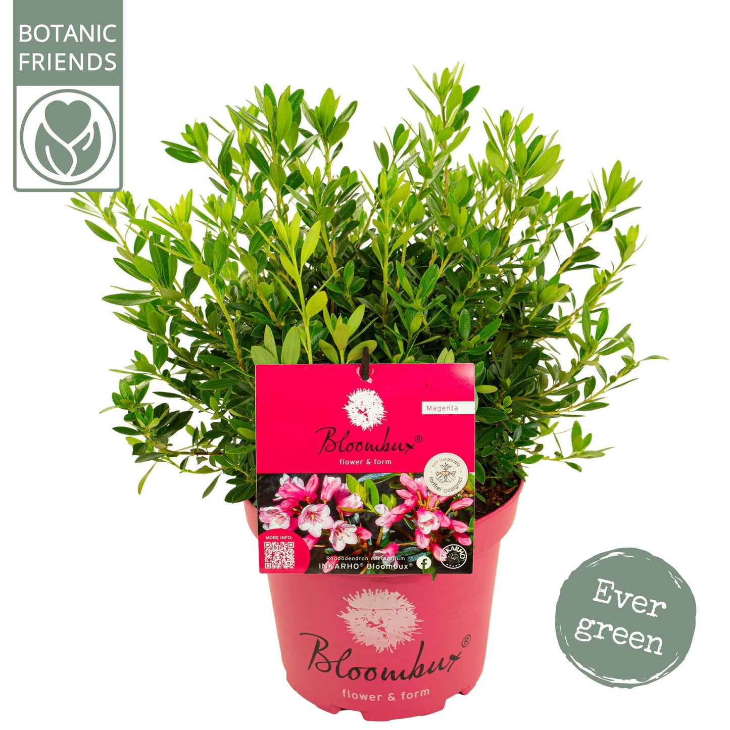 Son en Koot Plant Rhododendron Magenta Pack of 1