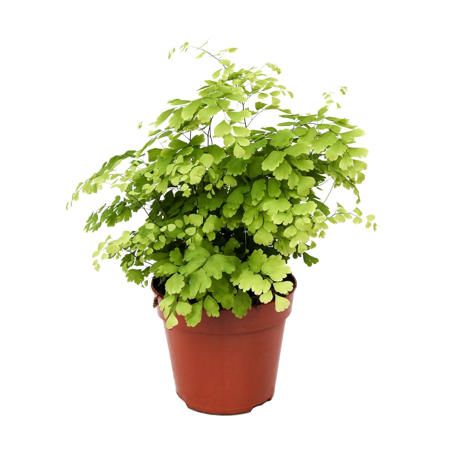 Adiantum Fragrans 30cm 12cm Pot