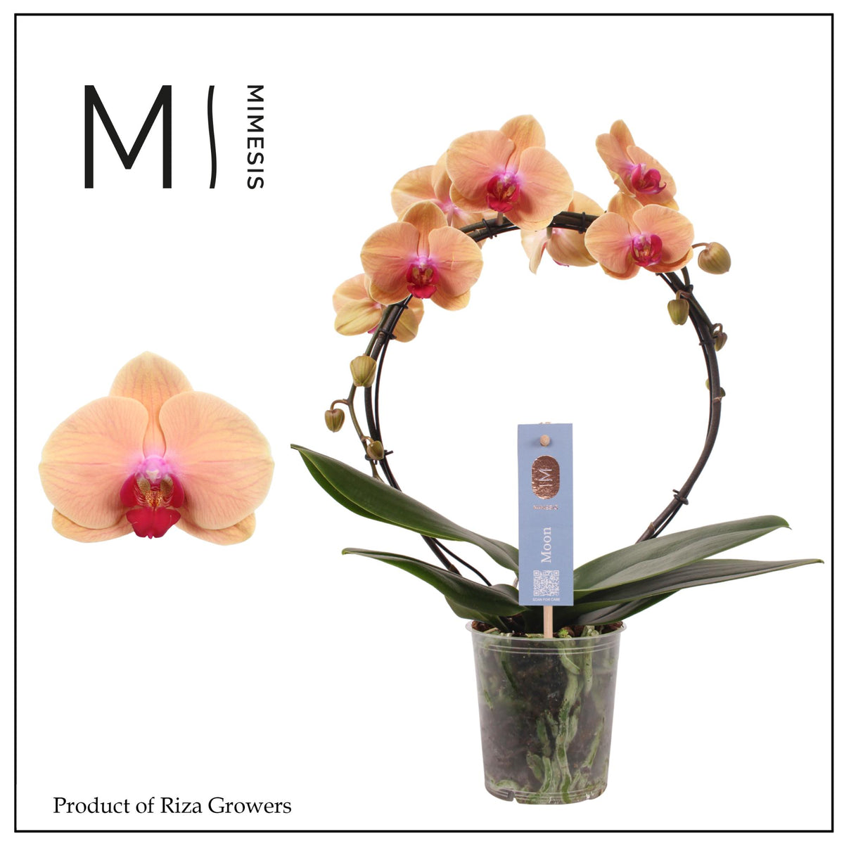 Phalaenopsis orange hoop 45cm 12cm Pot
