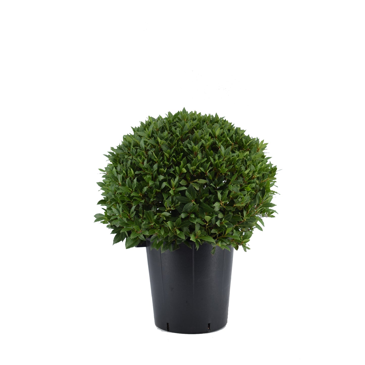 Laurus nobilis 100cm 40cm Pot