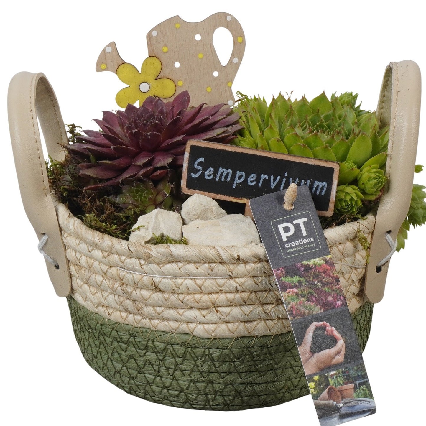 arr. Sempervivum 17cm 17cm Pot