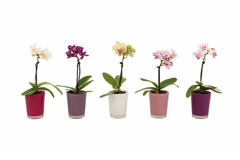 Phalaenopsis hybrid 17cm 6cm Pot