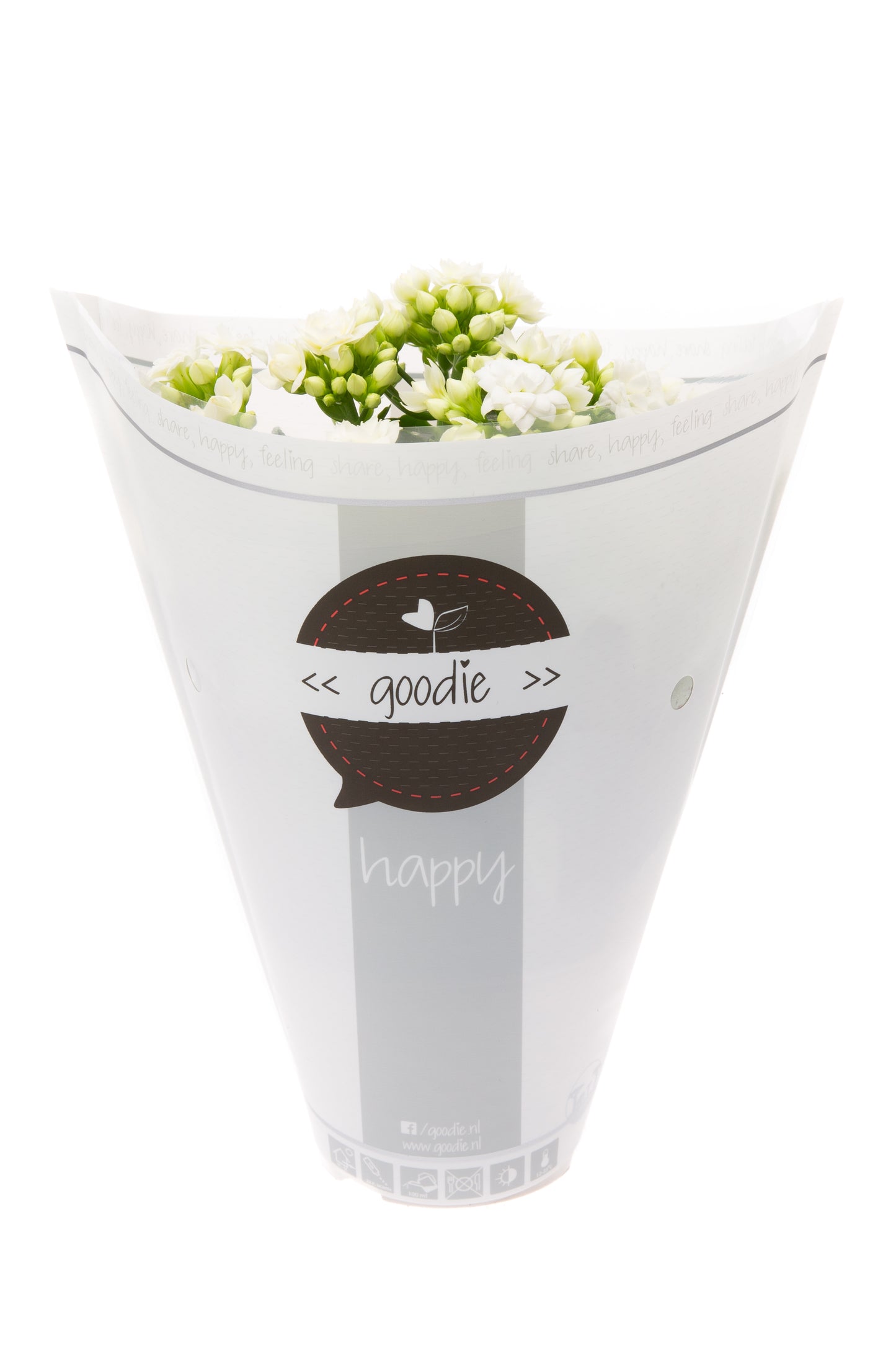 Kalanchoe Perfecta White 24cm 510cm Pot