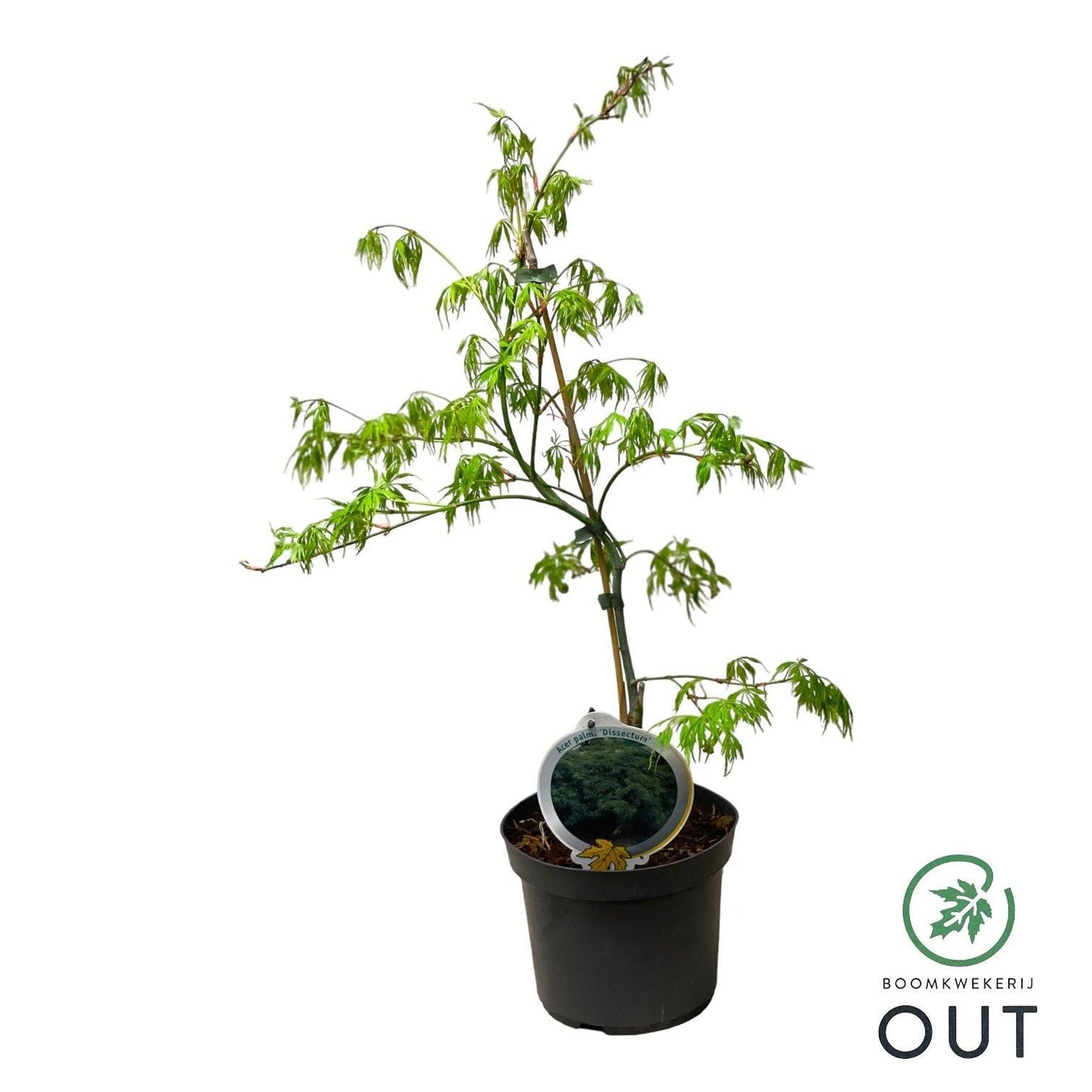 Acer Dissectum 50cm 19cm Pot