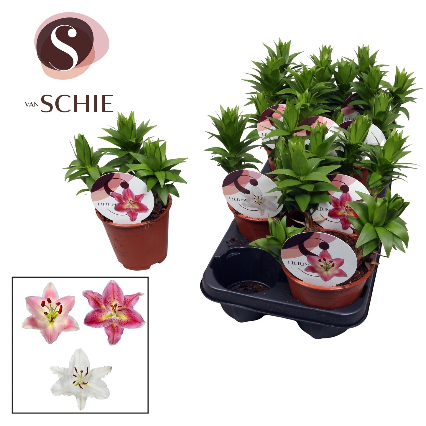 Lilium garden mix 20cm 13cm Pot