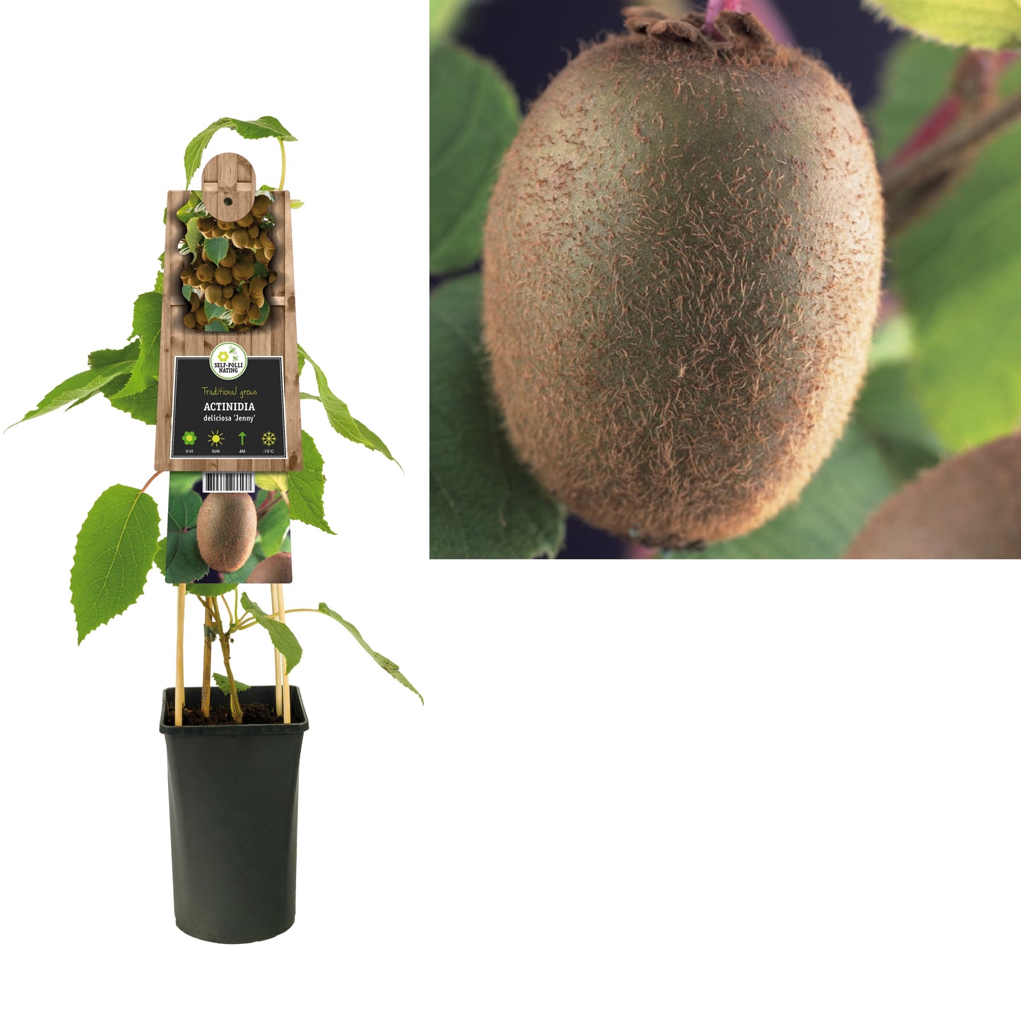 Actinidia deliciosa Jenny (Hardy Kiwi) 75cm 17cm Pot