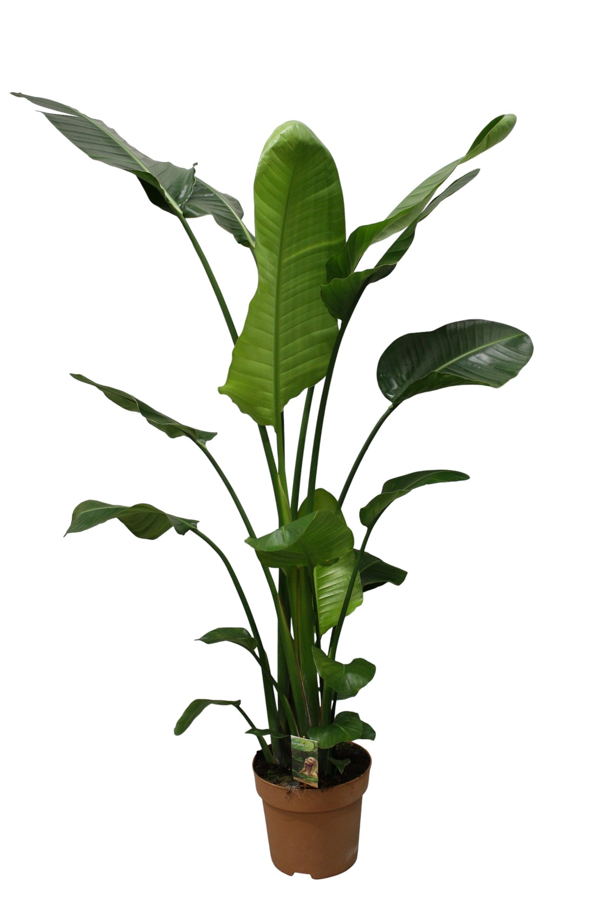 Strelitzia nicolai 180cm 27cm Pot
