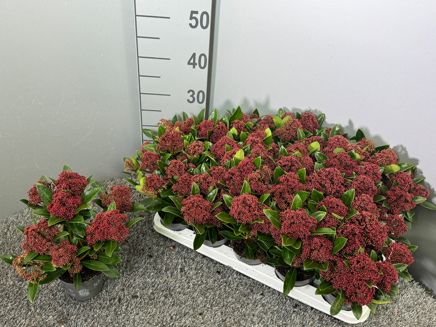 Skimmia japonica Rubesta 30cm 510cm Pot