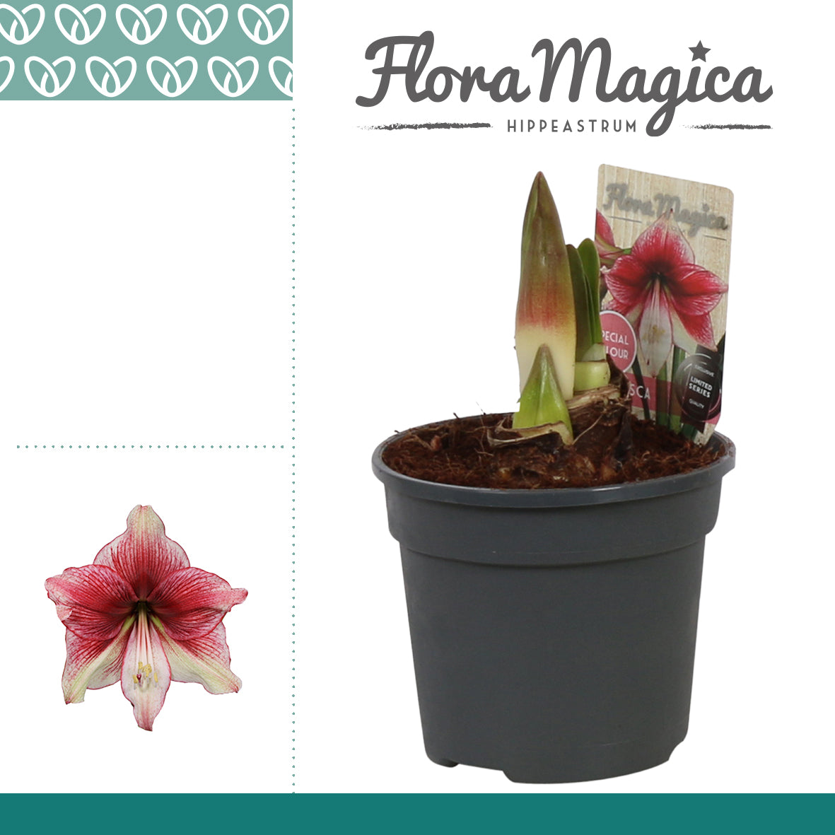 Hippeastrum 25cm 12cm Pot