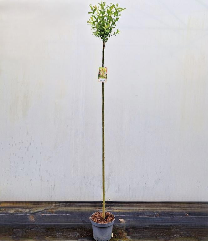 Salix integra Hakuro Nishiki 180cm 26cm Pot
