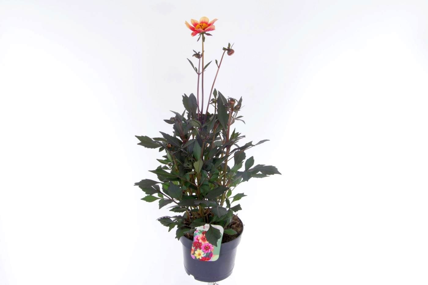 Dahlia Gardenetta Pearl 60cm 17cm Pot