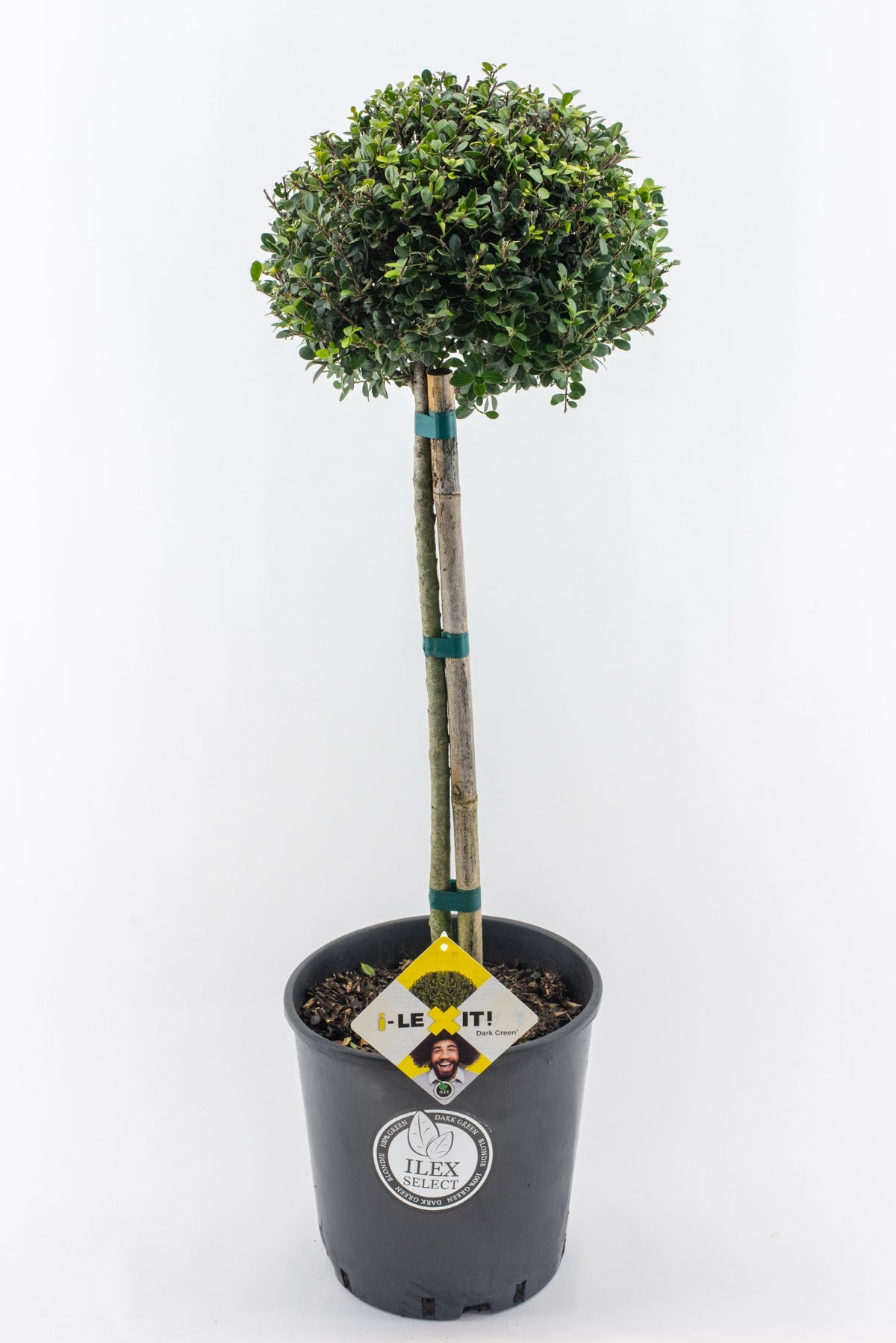 Ilex crenata Dark Green 105cm 26cm Pot