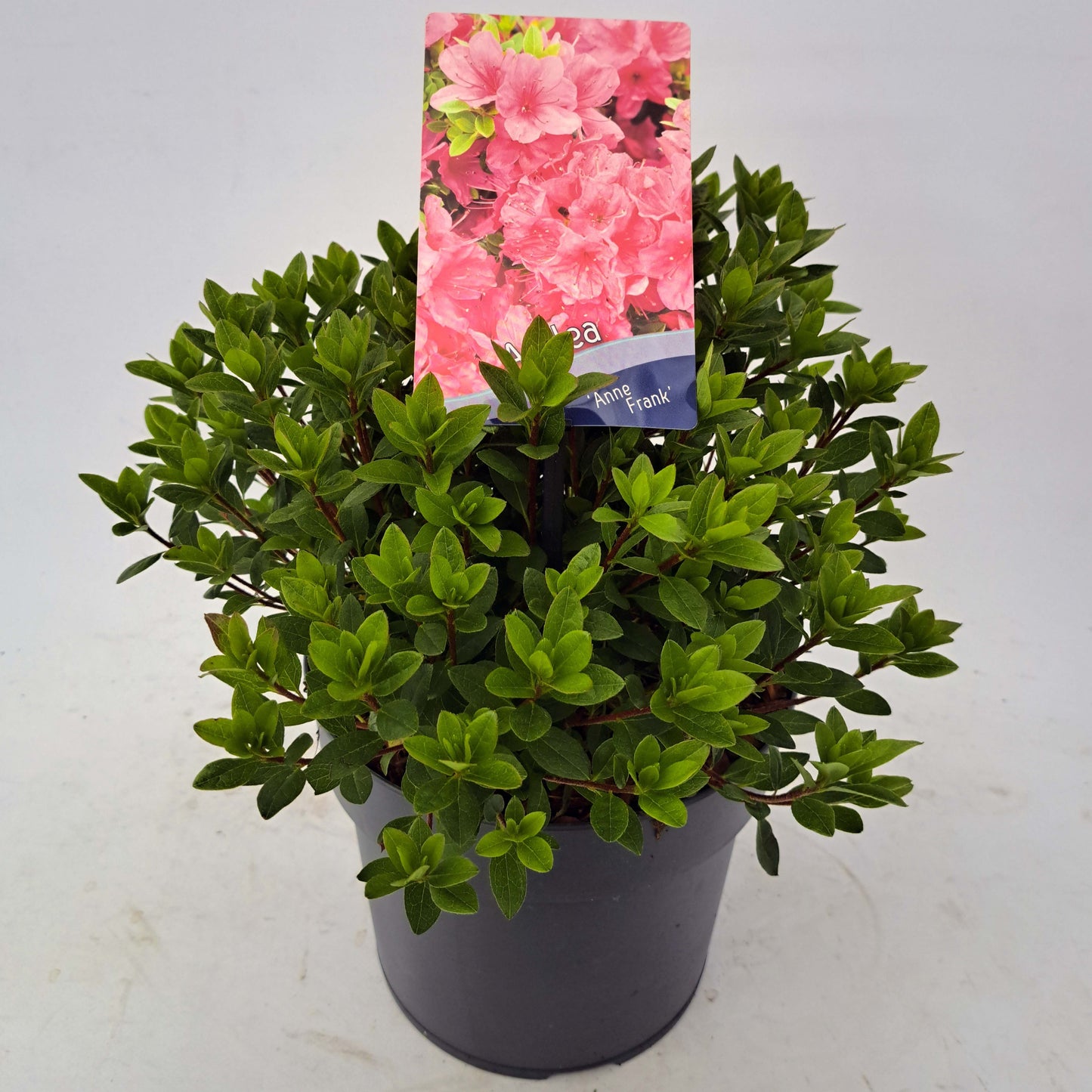 Rhododendron Anne Frank 30cm 19cm Pot