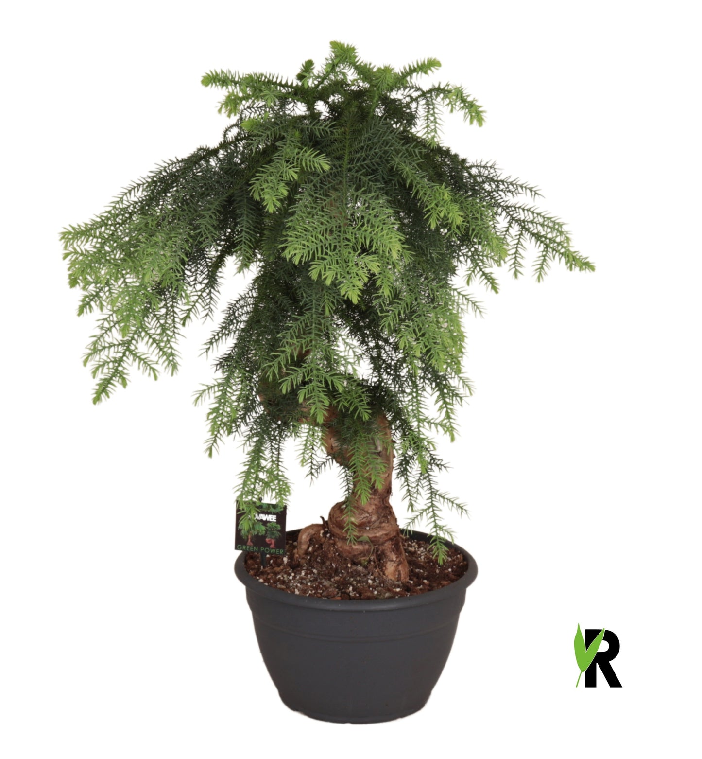 Araucaria 85cm 30cm Pot