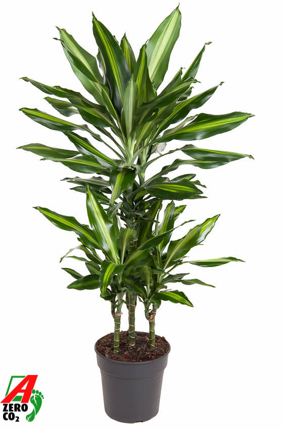 Dracaena fragrans Cintho 90cm 21cm Pot