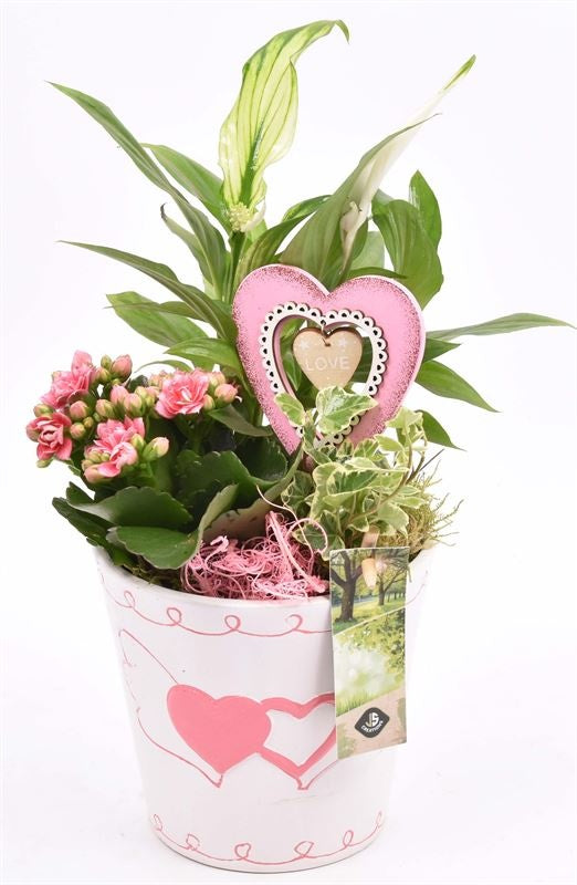 Indoor arrangement 14cm Pot