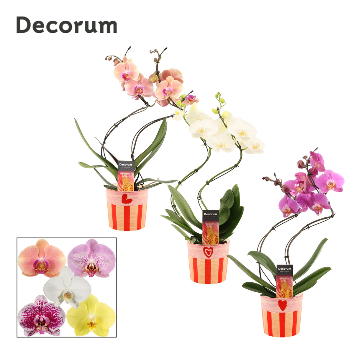 Phalaenopsis mix 50cm 12cm Pot