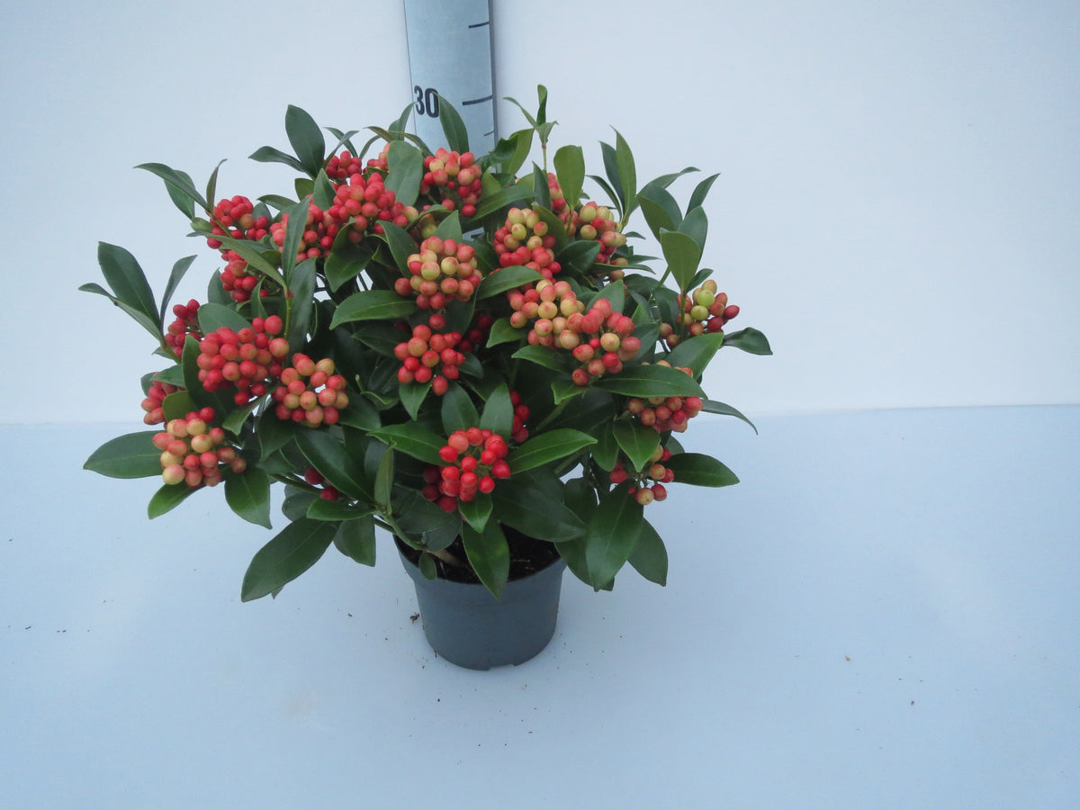 Skimmia japonica O'Berries Red 33cm 12cm Pot