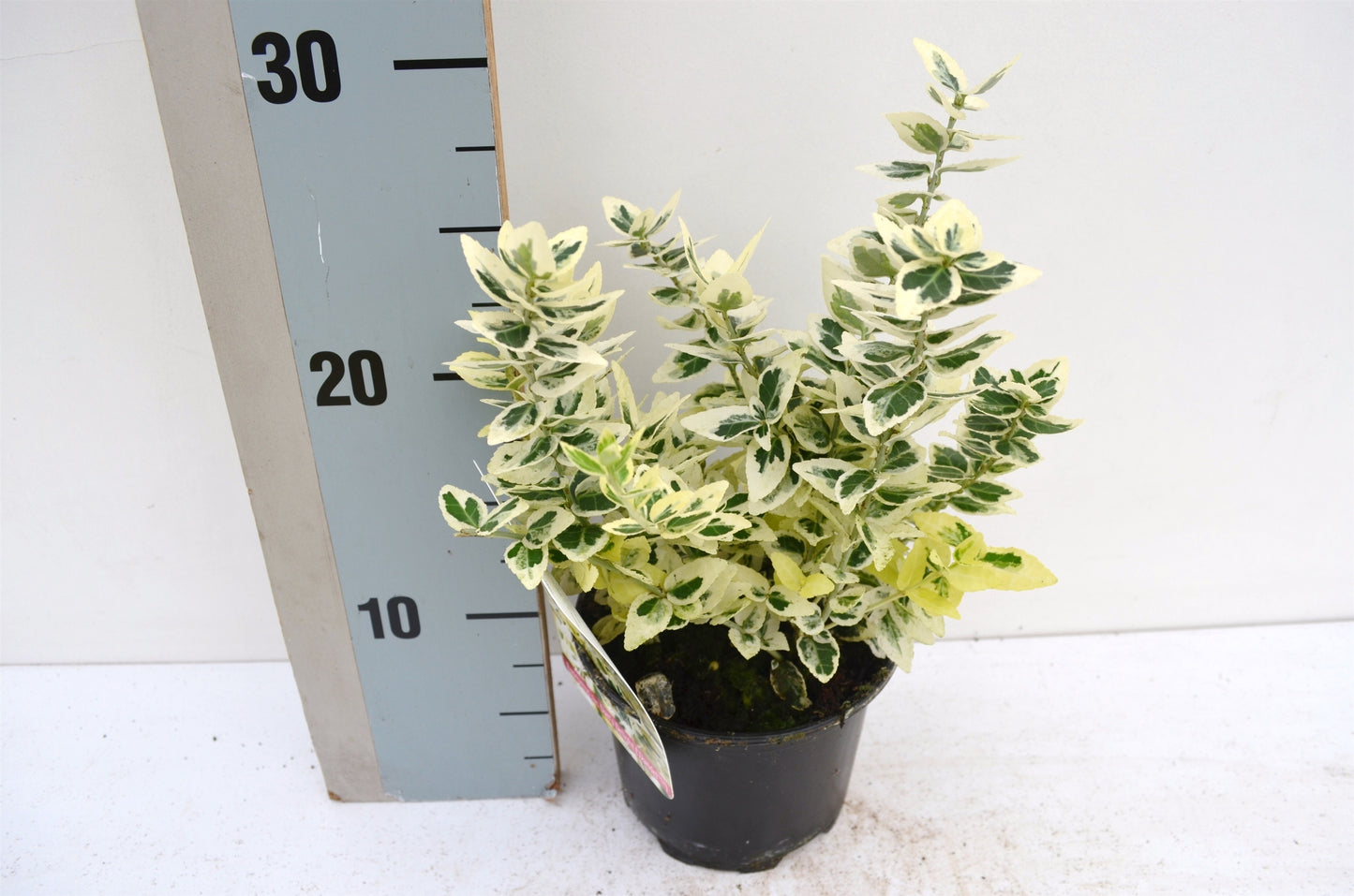 Roessel Tuinpl. VOF, B. v. Euonymus Dan's Delight Pack of 8