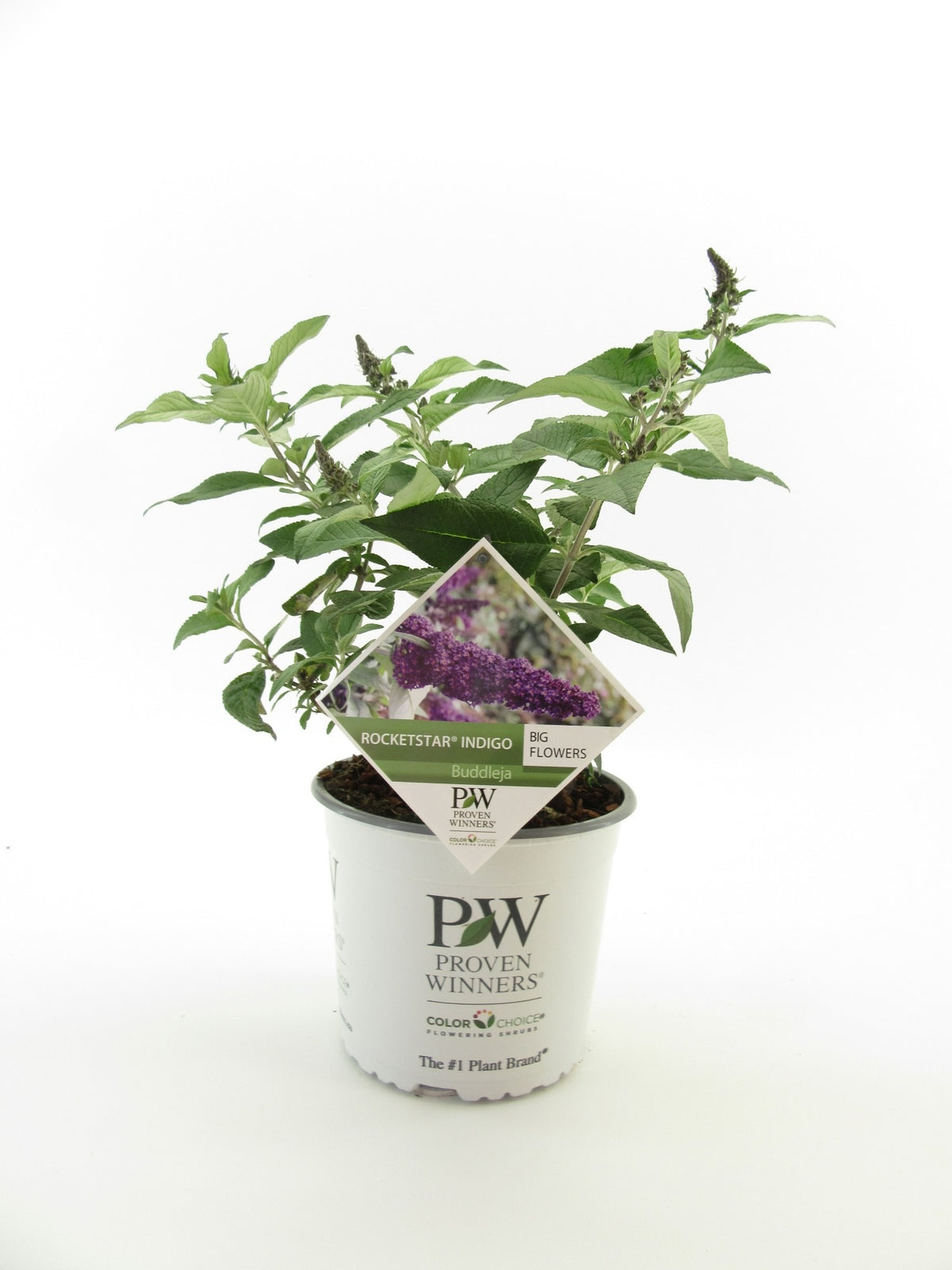 Buddleja davidii mix 30cm 19cm Pot