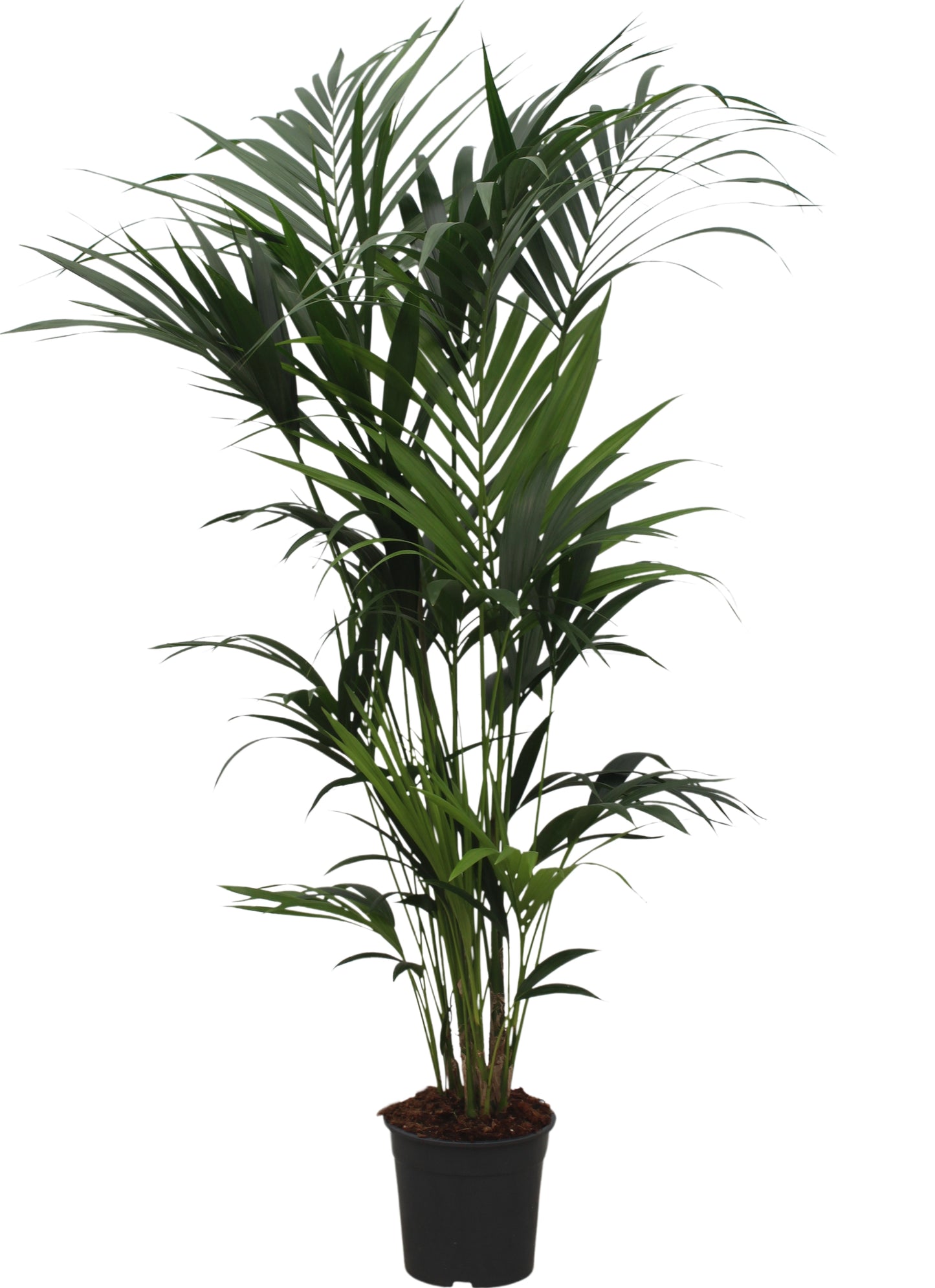 Howea forsteriana 180cm 27cm Pot