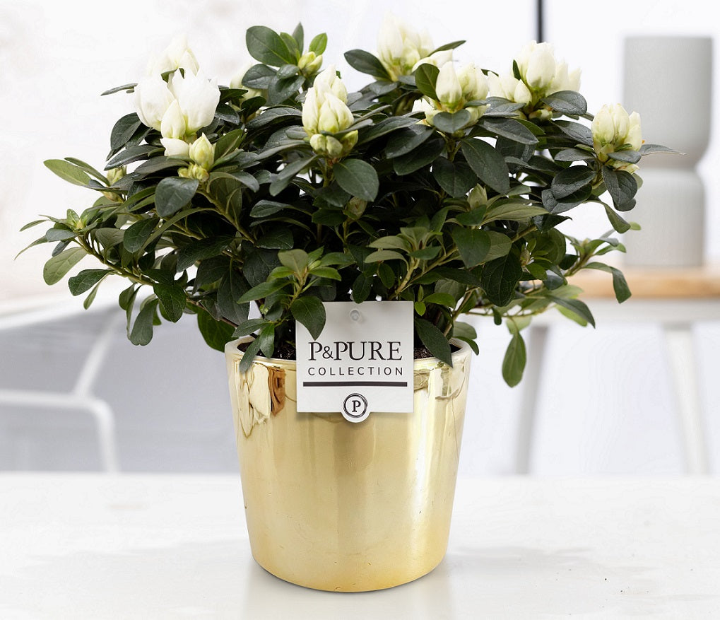 Rhododendron Vogel white 25cm 12cm Pot