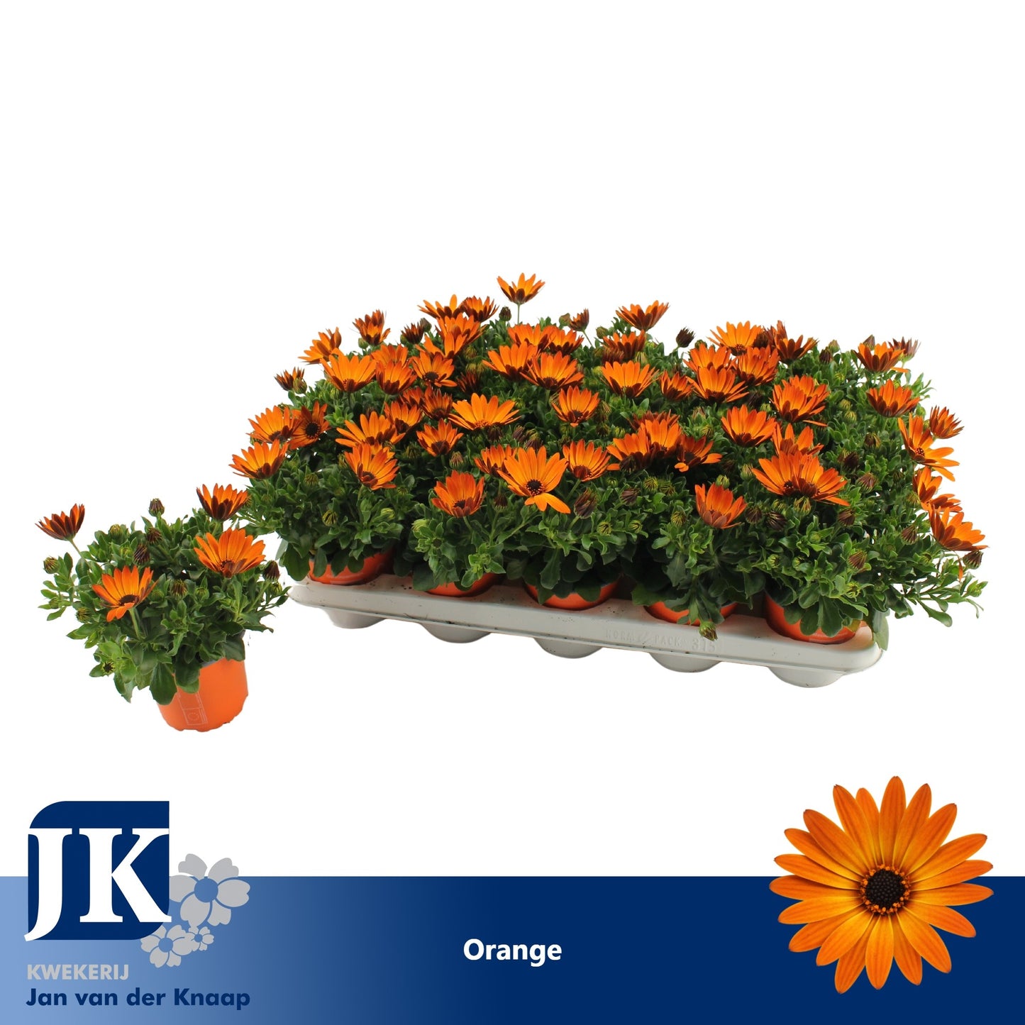 Osteospermum Sunny Classic Cilia 22cm 510cm Pot