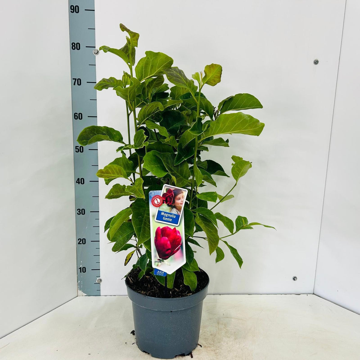 Magnolia soulangeana 80cm 23cm Pot