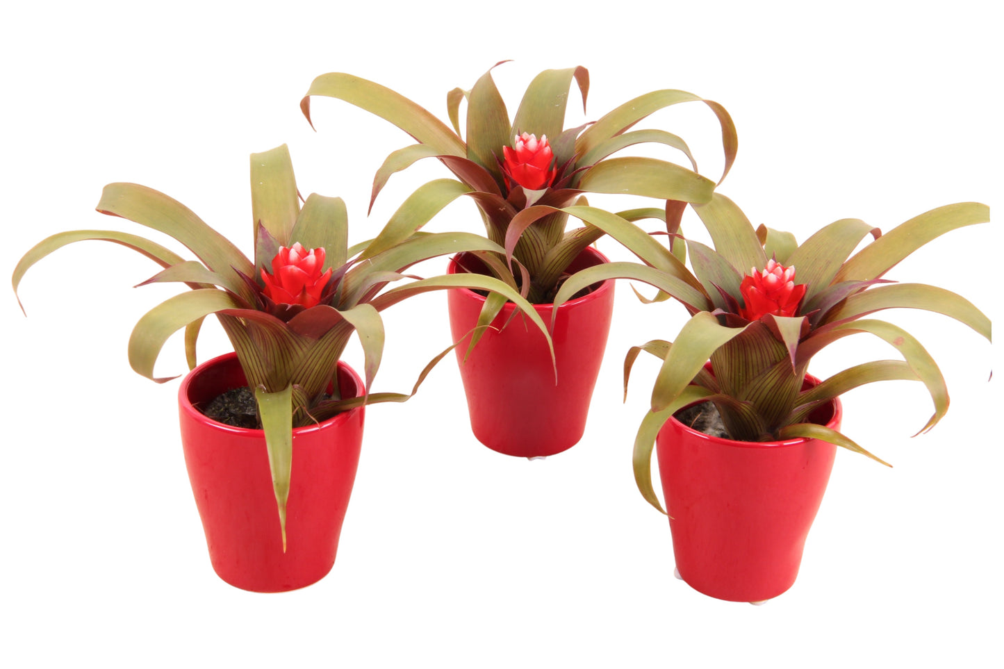Guzmania Hope 20cm 7cm Pot