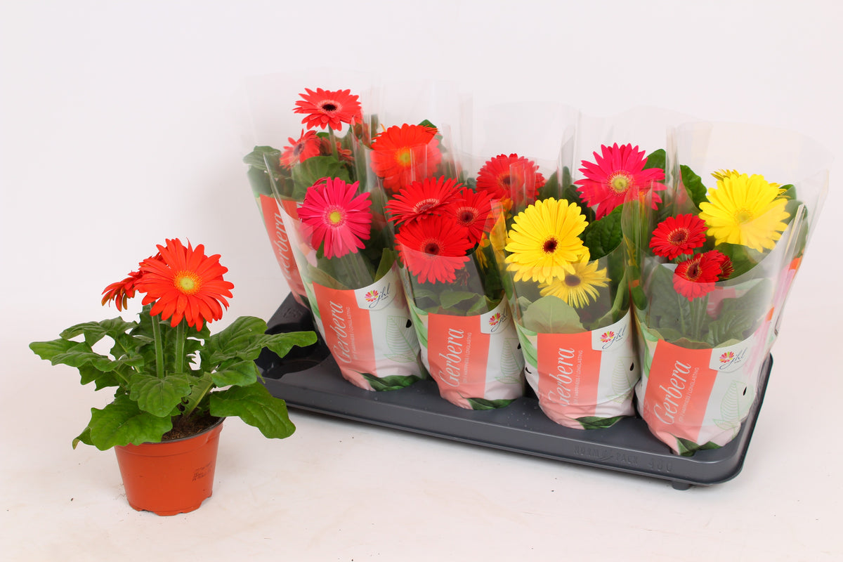 Gerbera Colourgame mix 30cm 12cm Pot