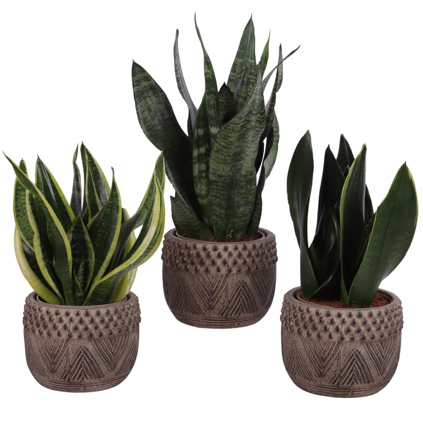 Sansevieria trifasciata 35cm 16cm Pot