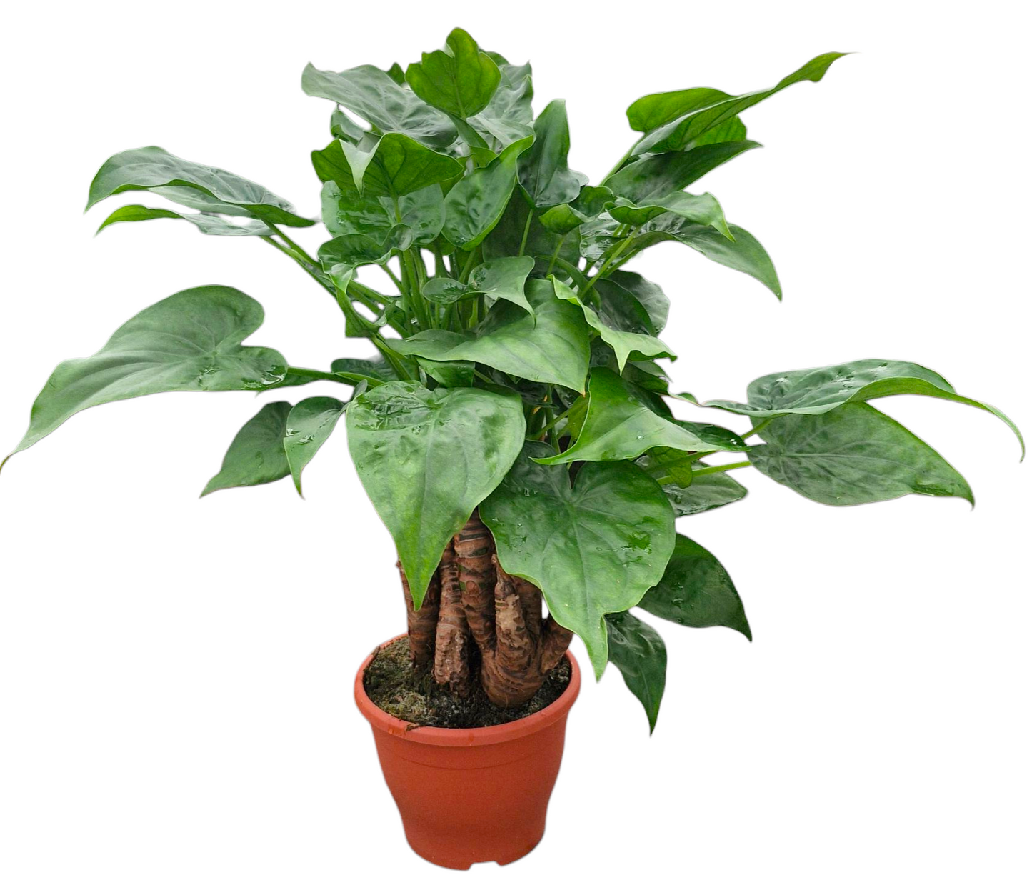 Alocasia cucullata 70cm 23cm Pot