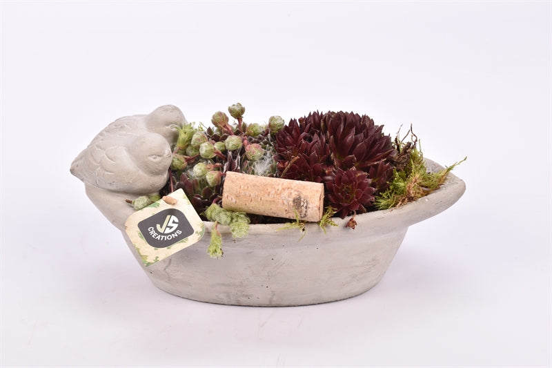 arr. Sempervivum 27cm Pot